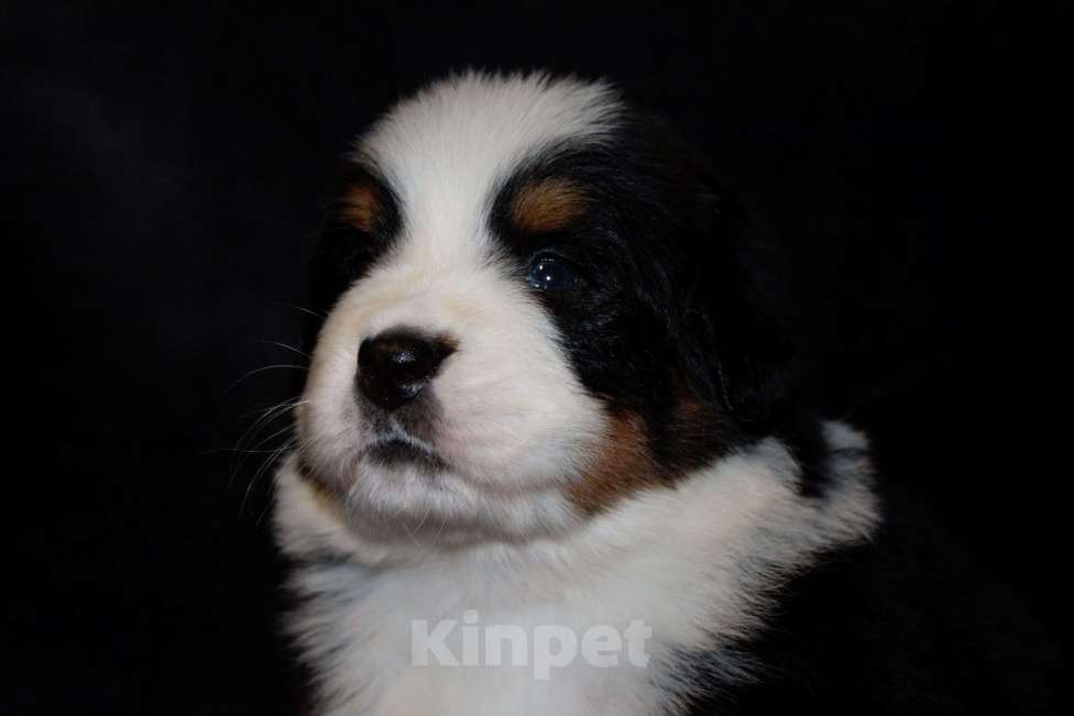 Собаки в других городах Московской области: Бернский зенненхунд Девочка, 70 000 руб. - фото 3