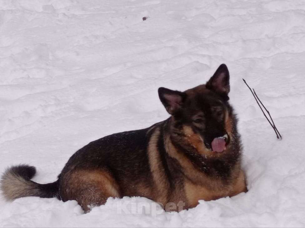 Собаки в Санкт-Петербурге: Ищем добрые руки и теплое сердце,этой девочке  Девочка, Бесплатно - фото 2