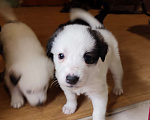 Собаки в Мытищах: Милые щенки ищут дом Девочка, 10 руб. - фото 4