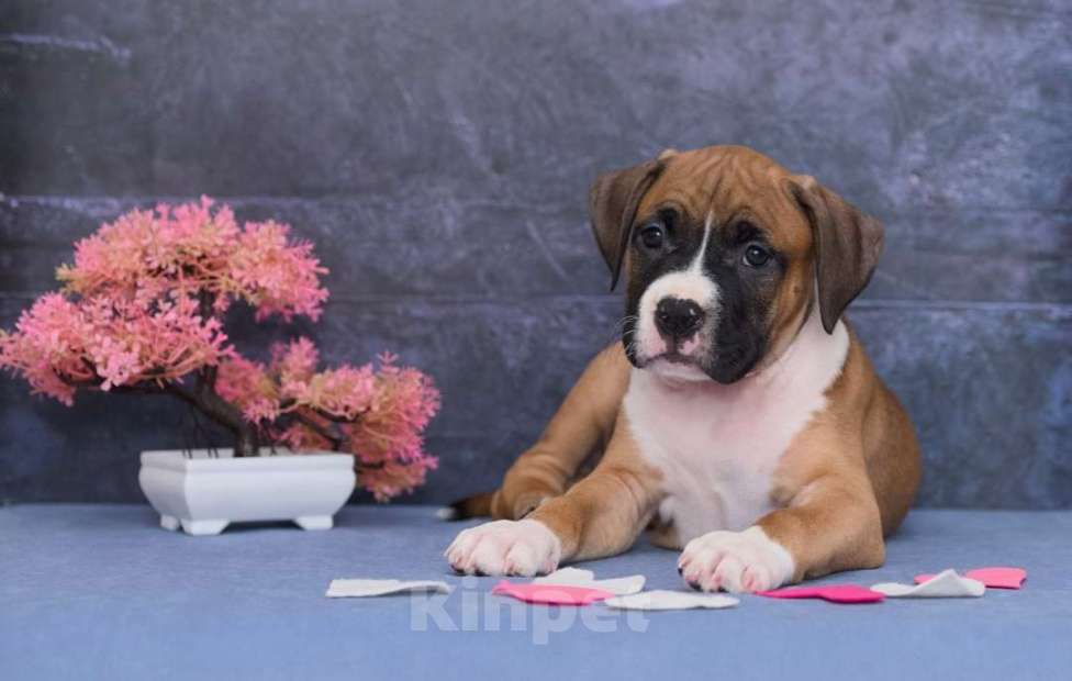 Собаки в Санкт-Петербурге: Супер яркий мальчик амстаффа Мальчик, 1 руб. - фото 3