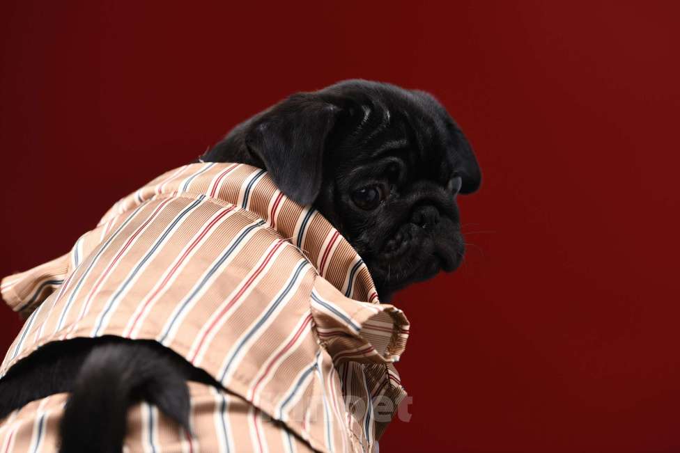 Собаки в Брянске: Питомник Academy of Life предлагает прекрасных щенков мопса от титулованной красивой пары. Мальчик, 65 000 руб. - фото 2