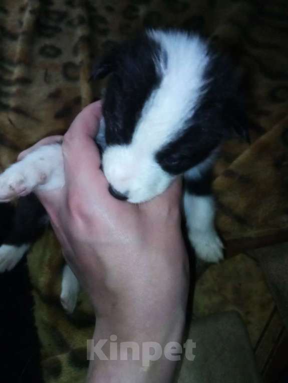 Собаки в Твери: Отдам щенят в добрые руки Девочка, 1 руб. - фото 3