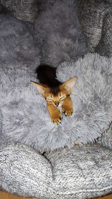 Кошки в Москве: Шикарные абиссинские котята питомника «ELDAMAR» Мальчик, 100 000 руб. - фото 3