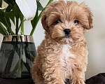 Собаки в Казани: Мальтипу, щенок Девочка, 180 000 руб. - фото 1