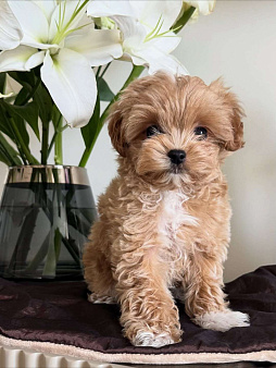 Мальтипу, щенок