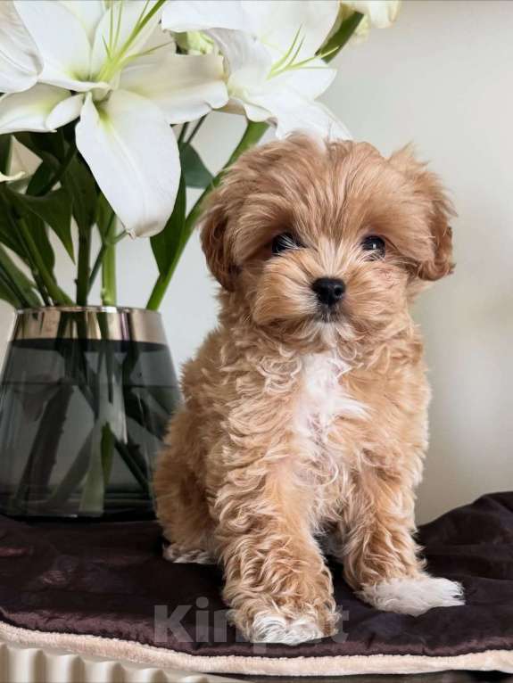 Собаки в Казани: Мальтипу, щенок Девочка, 180 000 руб. - фото 1