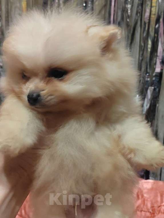 Собаки в Екатеринбурге: Миники Девочка, 50 000 руб. - фото 5