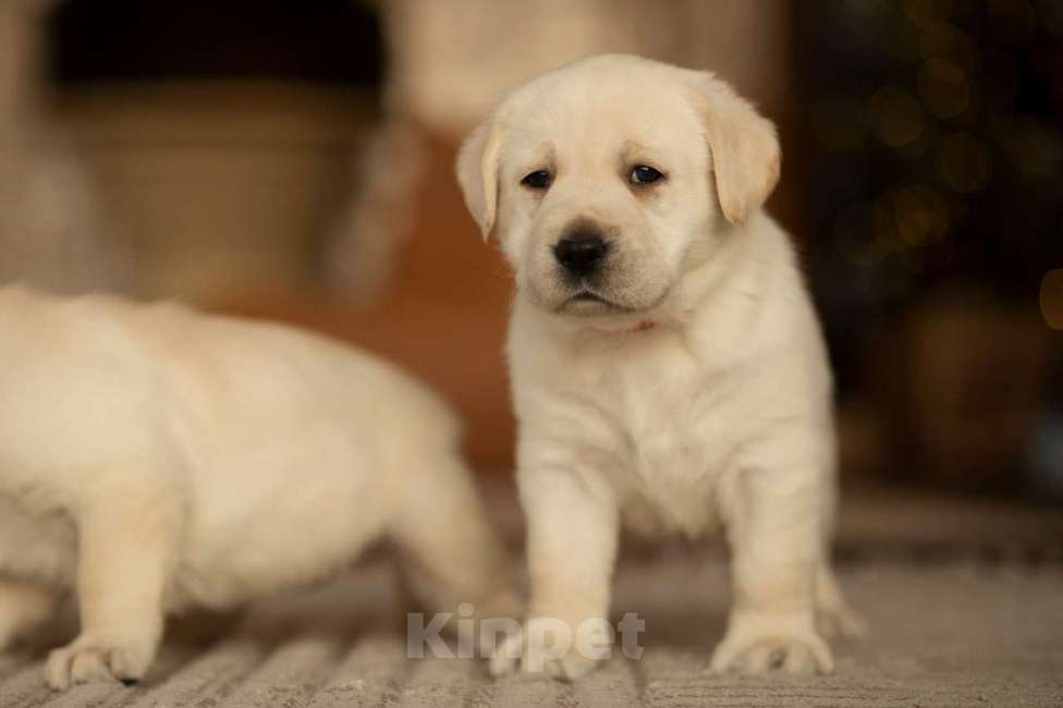 Собаки в Санкт-Петербурге: IRISLAV CLASSIC EDITION Девочка, 140 000 руб. - фото 2