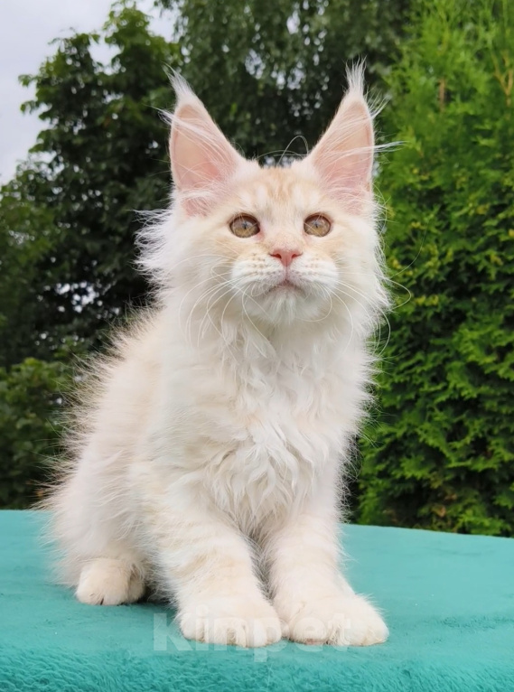 Кошки в Санкт-Петербурге: Котенок мейн-кун Девочка, Бесплатно - фото 1