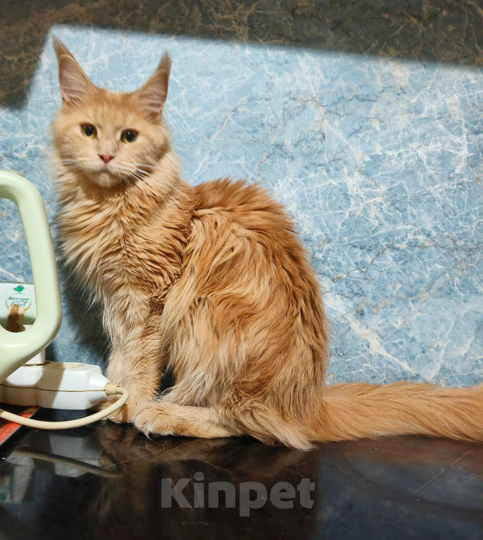 Кошки в Москве: Котёнок Мейн-кун Девочка Девочка, 30 000 руб. - фото 9