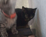 Кошки в Верхнем Пышме: Котенок девочка чёрненькая Девочка, 10 руб. - фото 1