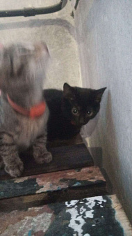Объявление: Котенок девочка чёрненькая, 10 руб., Верхняя Пышма