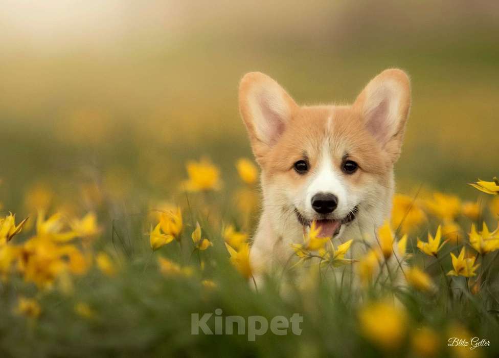 Собаки в Волгодонске: Великолепная девочка Вельш Корги Девочка, Бесплатно - фото 2