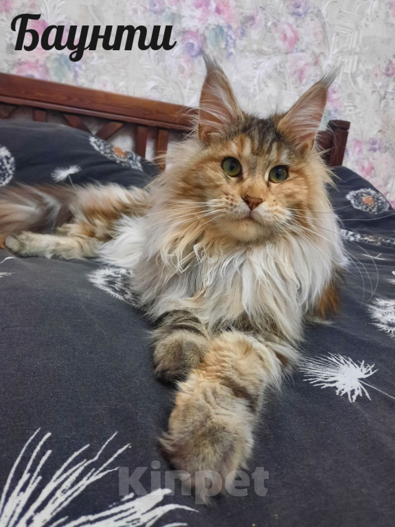 Кошки в Кубинке: Котенок мейн-куна Девочка, 70 000 руб. - фото 4