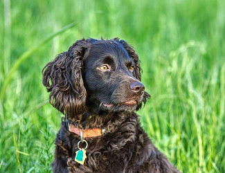 Бойкин-спаниель