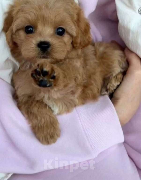 Собаки в Санкт-Петербурге: Мальтипка Девочка, 75 000 руб. - фото 1