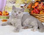 Кошки в Мурином:  Британская кошечка. Окрас лилово-черепаховый Девочка, 30 000 руб. - фото 3