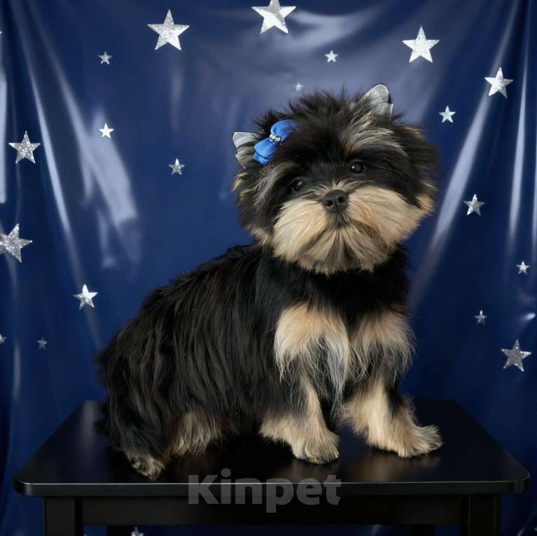 Собаки в Москве: Крупный йорк мальчик стандарт нежный Мальчик, 35 000 руб. - фото 4