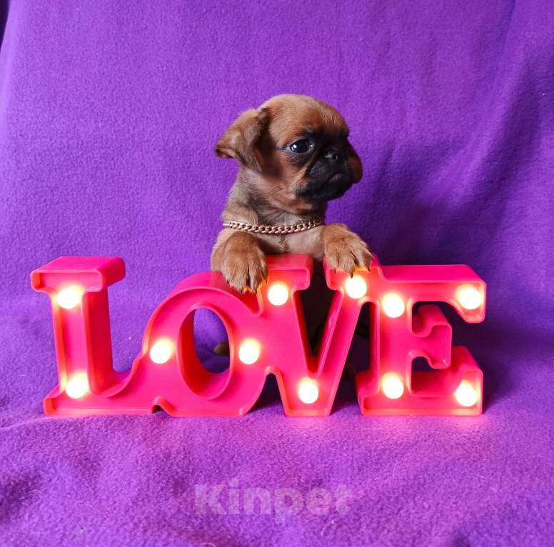 Собаки в Москве: Рыжий мальчик пти-брабансон Мальчик, 45 000 руб. - фото 2