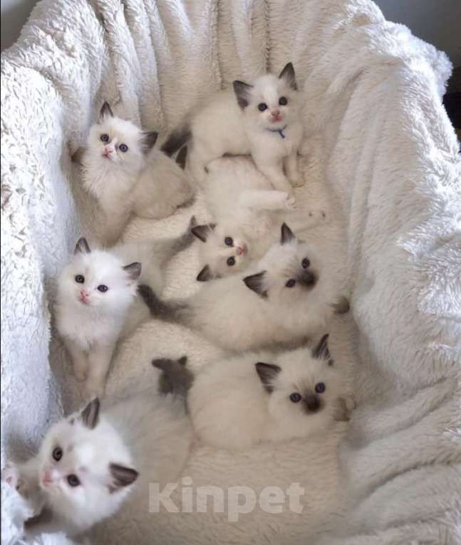 Кошки в Москве: Милашки Рэгдолл Девочка, 50 000 руб. - фото 2