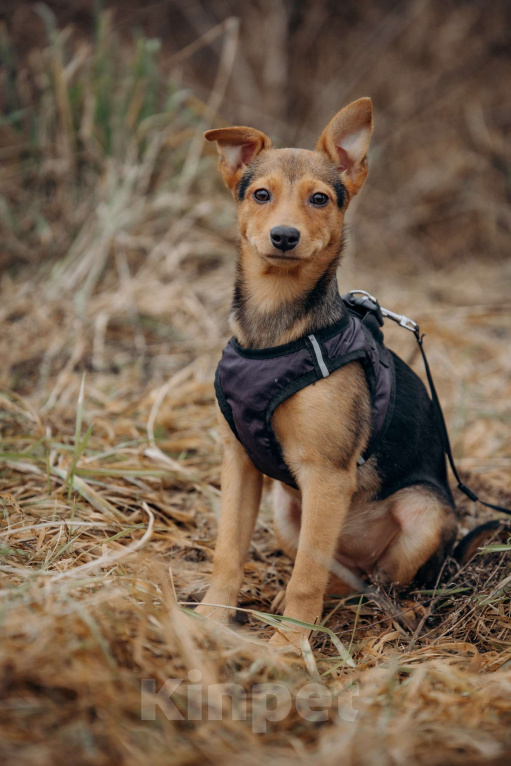 Собаки в Москве: Щенок в добрые руки Девочка, Бесплатно - фото 3