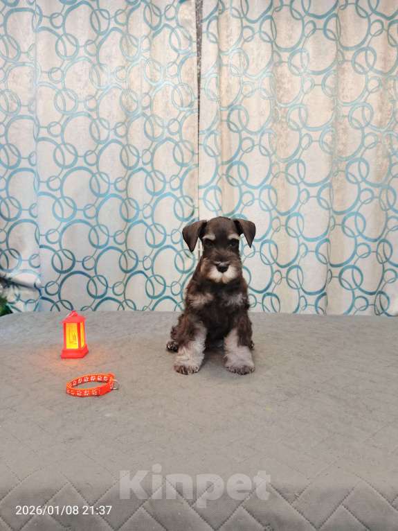 Собаки в Красноярске: Цвергшнауцер щенки от титулованных родителей Девочка, 60 000 руб. - фото 1