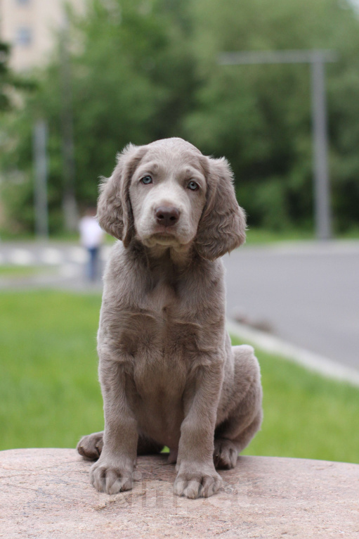 Собаки в Москве: Веймаранер длинношерстный Мальчик, Бесплатно - фото 4