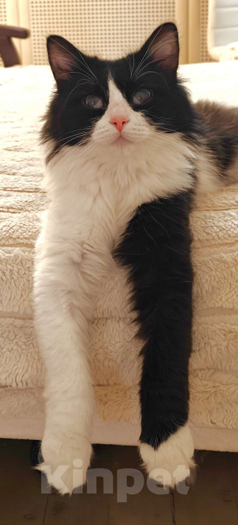 Кошки в Казани: Кошечка Ника. 1 год Девочка, Бесплатно - фото 4