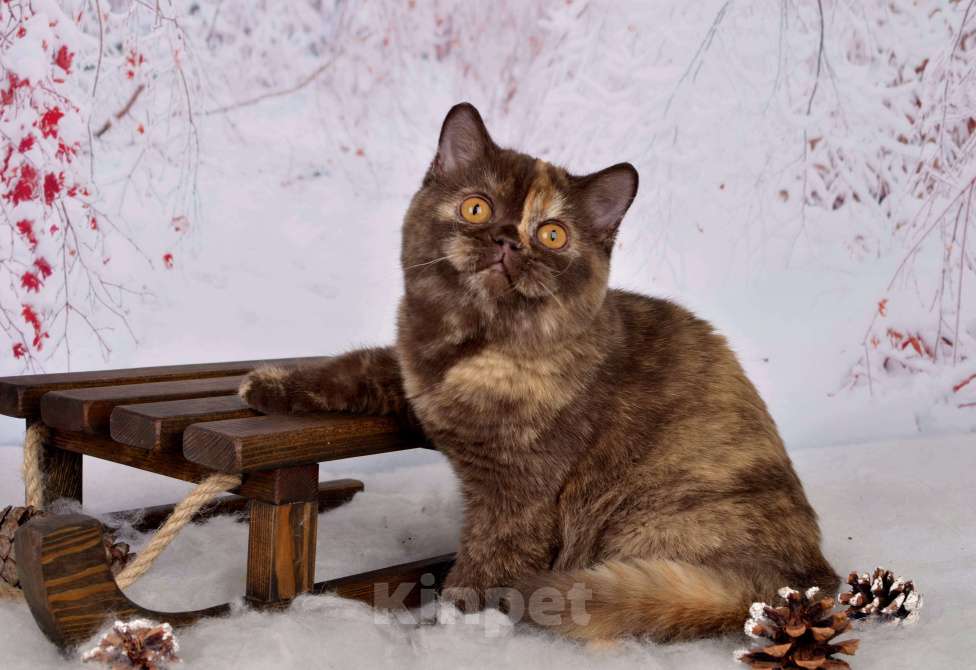 Кошки в Санкт-Петербурге: Британская кошечка шоколадного черепахового окраса Девочка, 45 000 руб. - фото 7