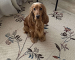 Собаки в Екатеринбурге: Английский кокер-спаниель Мальчик, 40 000 руб. - фото 4