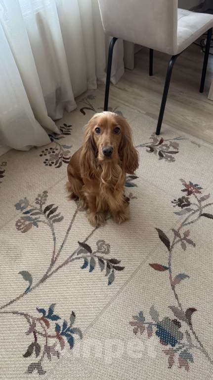 Собаки в Екатеринбурге: Английский кокер-спаниель Мальчик, 40 000 руб. - фото 4