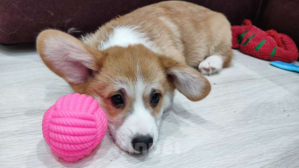 Собаки в Воронеже: Мальчик 2,5 мес Мальчик, Бесплатно - фото 5