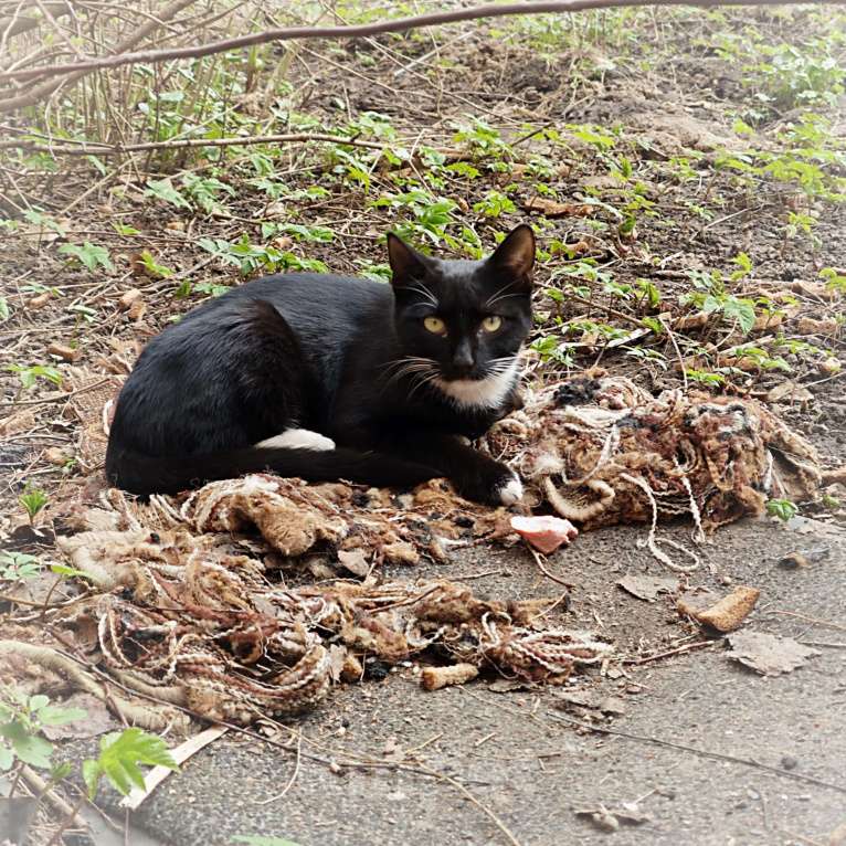 Кошки в Москве: Крошик ищет дом Мальчик, 1 руб. - фото 1