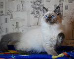 Кошки в Кирове: Роскошный котик Мальчик, Бесплатно - фото 3