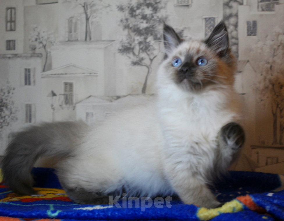Кошки в Кирове: Роскошный котик Мальчик, Бесплатно - фото 3