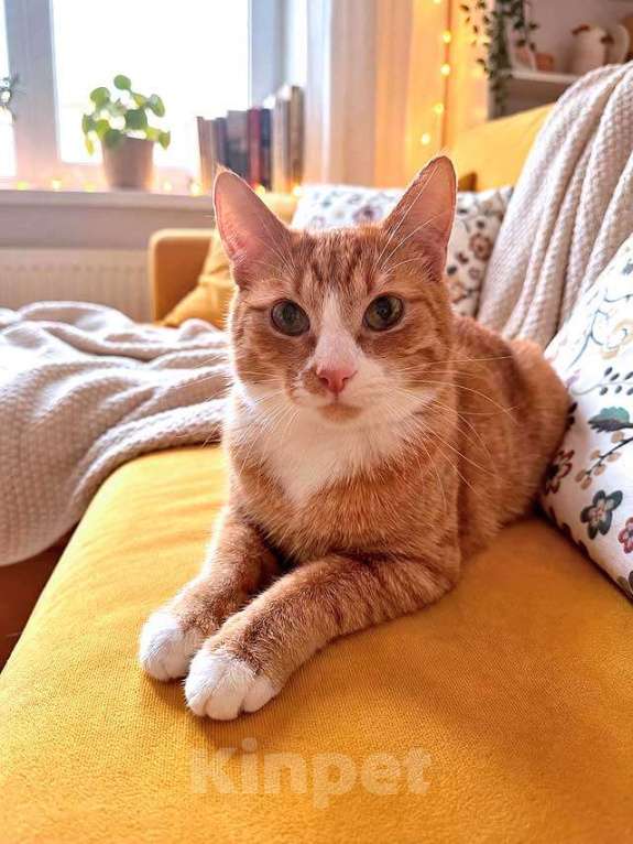 Кошки в Москве: Маленькая дачная сирота ищет дом и человека Девочка, 10 руб. - фото 4