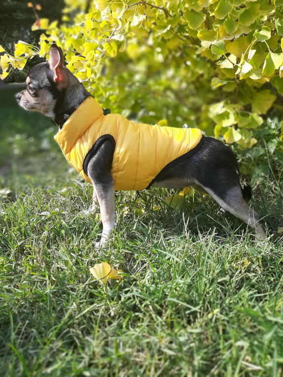 Собаки в Ялте: Чихуахуа подрощенная девочка Девочка, 40 000 руб. - фото 9