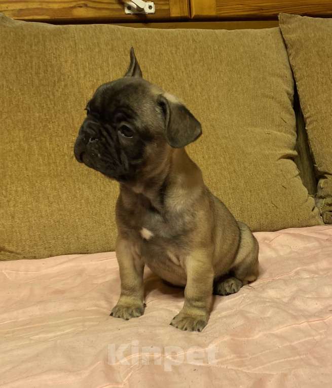 Собаки в Санкт-Петербурге: Шикарный мальчик французик  Мальчик, 45 000 руб. - фото 6