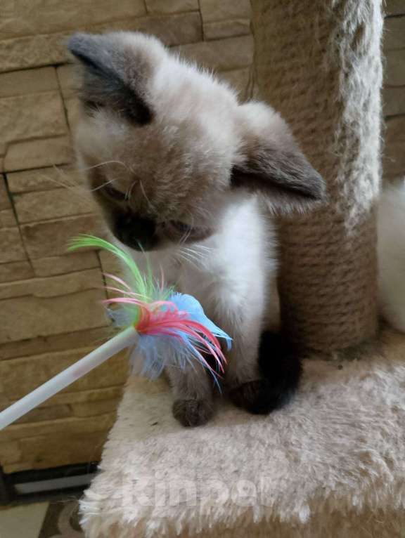 Кошки в Москве: Белые пушистики с голубыми глазами Девочка, Бесплатно - фото 3