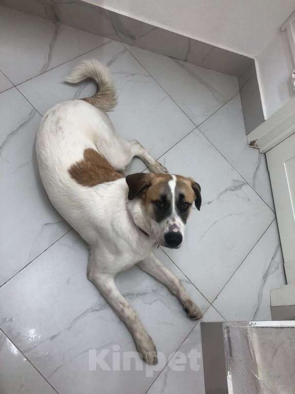 Собаки в Москве: Самый добрый пёс с самым тяжёлым началом Мальчик, Бесплатно - фото 5