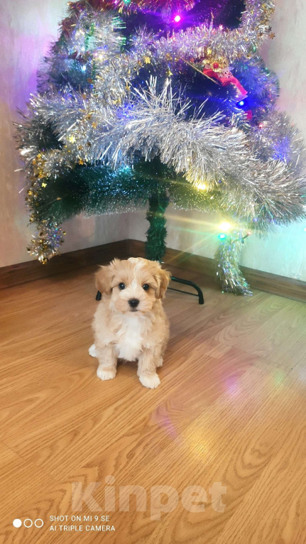 Собаки в Москве: мальтипу мальчик F1  Мальчик, 60 000 руб. - фото 3