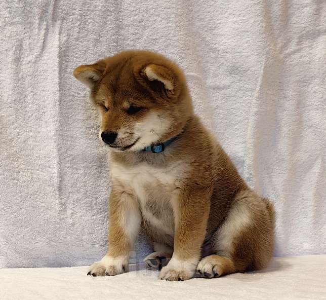 Собаки в Москве: Сиба ину. Мальчик Мальчик, 50 000 руб. - фото 4