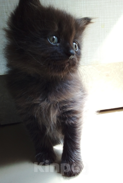 Кошки в Москве: 💗 Котенок - девочка  –  в  добрые  руки Девочка, Бесплатно - фото 5