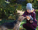Собаки в Москве: Замечательные щенки Беляш и Белла ищут дом, Бесплатно - фото 4