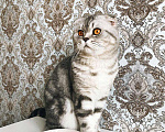 Кошки в Новосибирске: Кот на вязку шотландский вислоухий, 1 500 руб. - фото 1