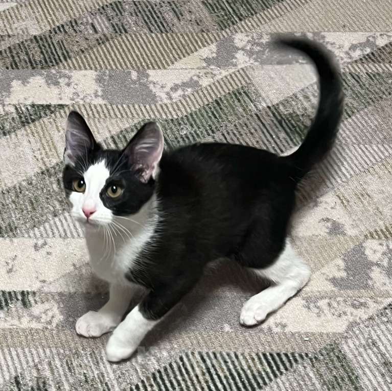 Кошки в других городах Московской области: Ласковый котенок Оскар 3 месяца Мальчик, Бесплатно - фото 7