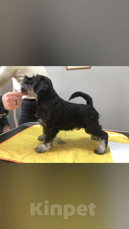 Собаки в Якутске: Малышки  Девочка, 45 000 руб. - фото 3