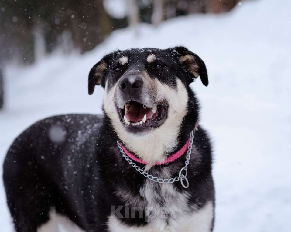 Собаки в Москве: Домашняя собака -компаньон Девочка, Бесплатно - фото 2