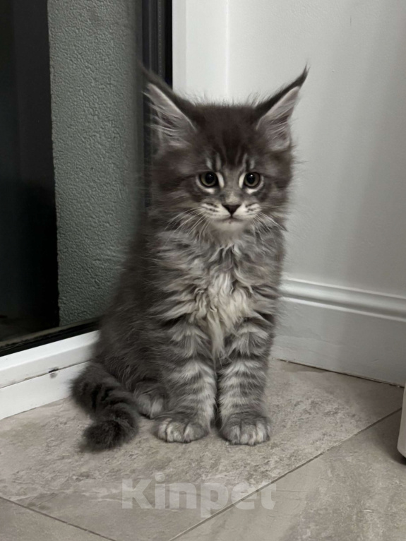 Кошки в Севастополе: Продаются котята породы Мейн-кун Разнополые, Бесплатно - фото 9