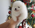Собаки в Нижнем Новгороде: Девочка Померанский шпиц Девочка, 50 000 руб. - фото 3